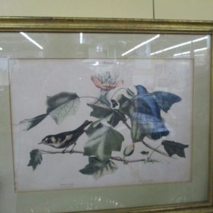 Pair of Vintage Bird Prints
