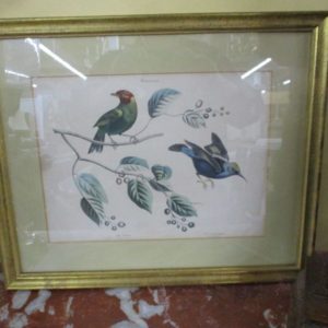 Pair of Vintage Bird Prints