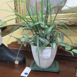 Decorative Plant and Pot