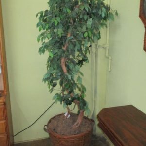 Artificial Ficus Tree in Basket